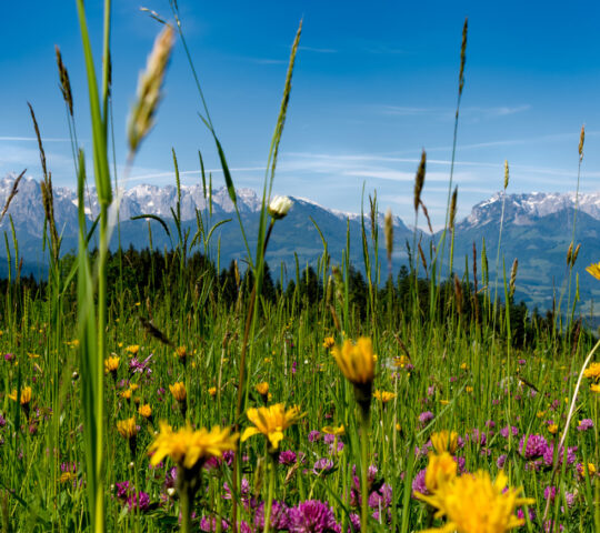 Wander wildflower meadows in the Austrian Alps