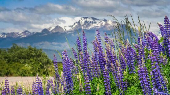 Lupins in spring in Patagonia, Argentina