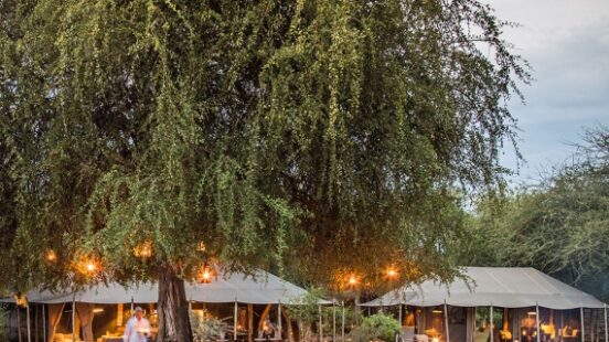 An outdoor dining area under a large tree with hanging lights, stone fire pits, and evening sky.