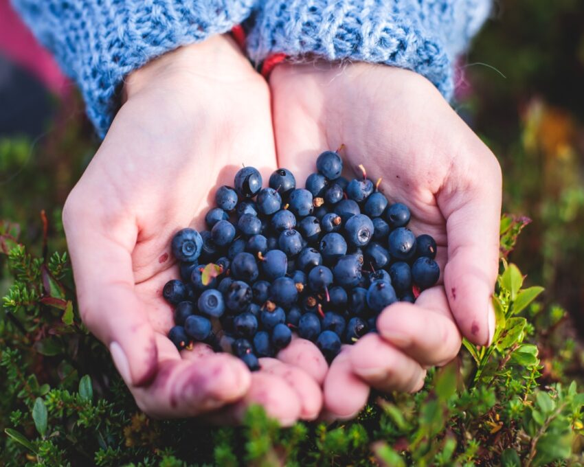 Foraging forest walk