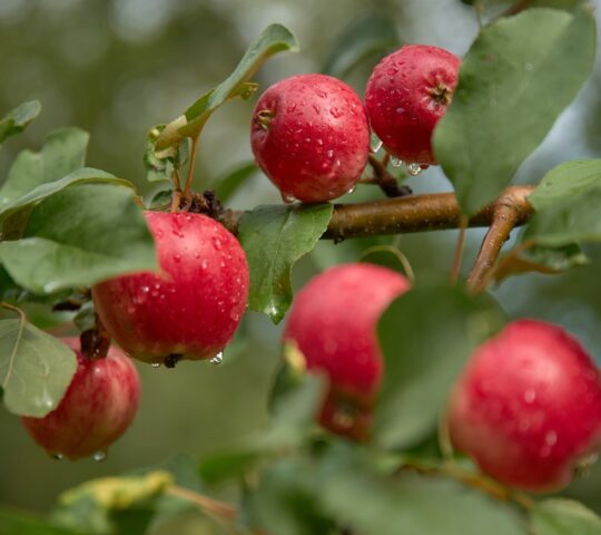 Apples in the cider farms of Norway
