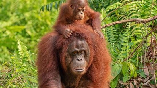 A mother and baby orangutan walking through the forest