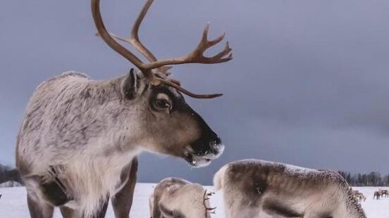 Two reindeer stood in the snow