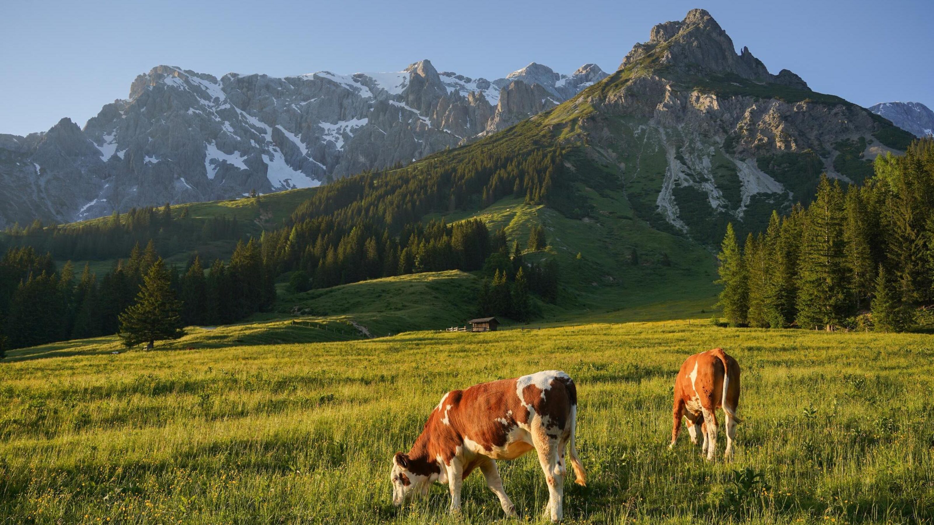 Cows grazing in a lush meadow with mountains in the background at sunset.