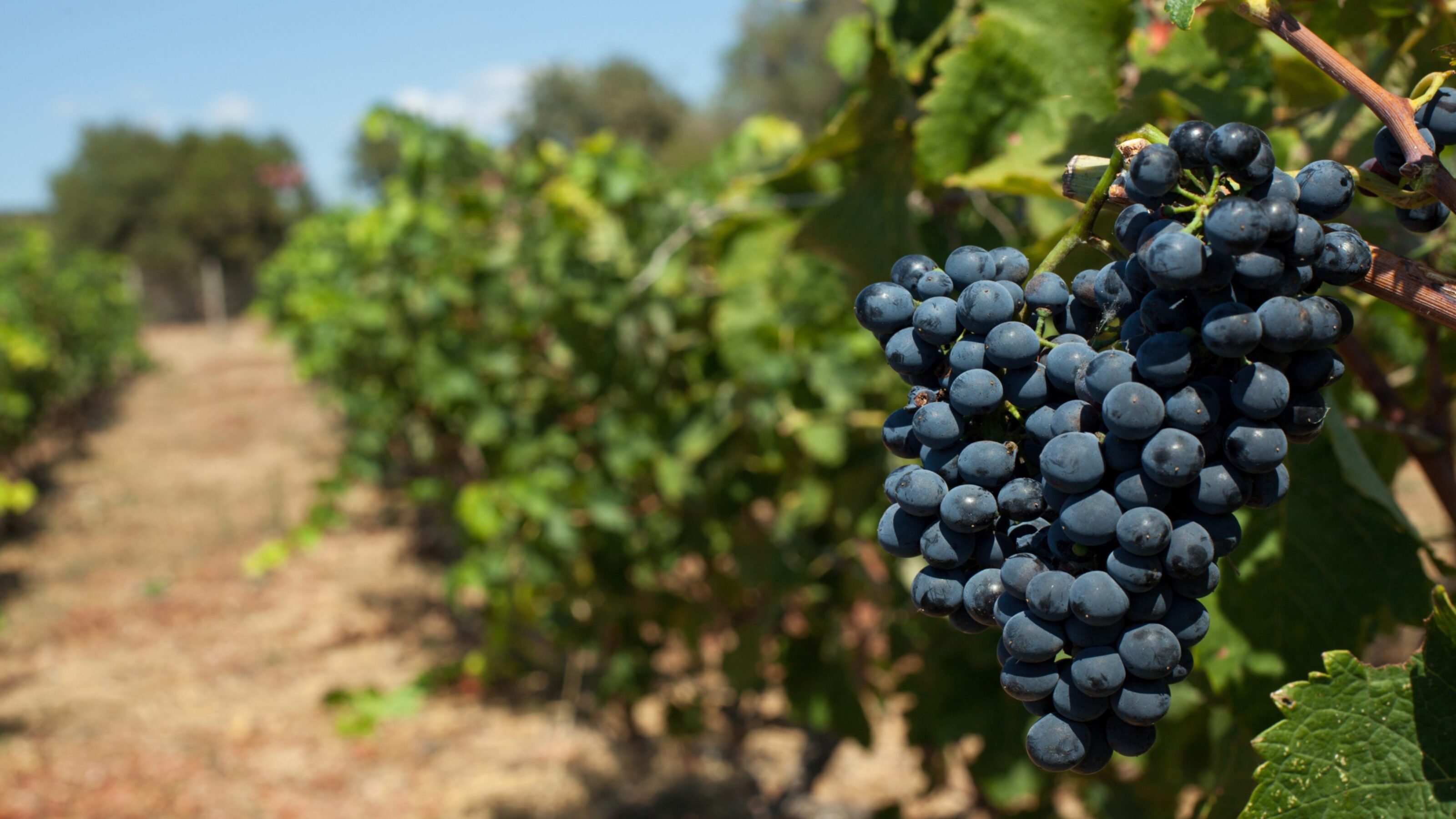 A cluster of ripe blue grapes on the vine in a vineyard.