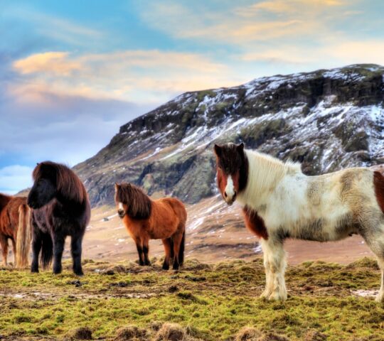 Meeting Icelandic ponies