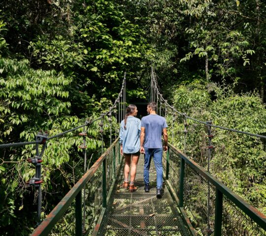 Wander through the treetops surrounding Hacienda AltaGracia