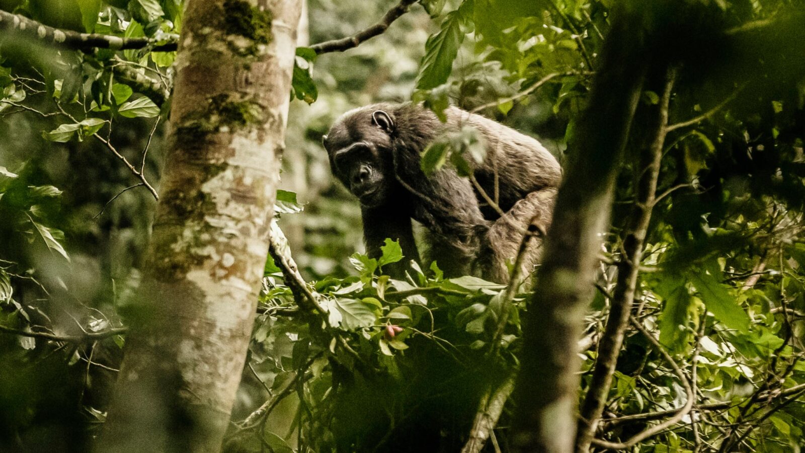 A gorilla peeking through lush foliage in a natural forest habitat.