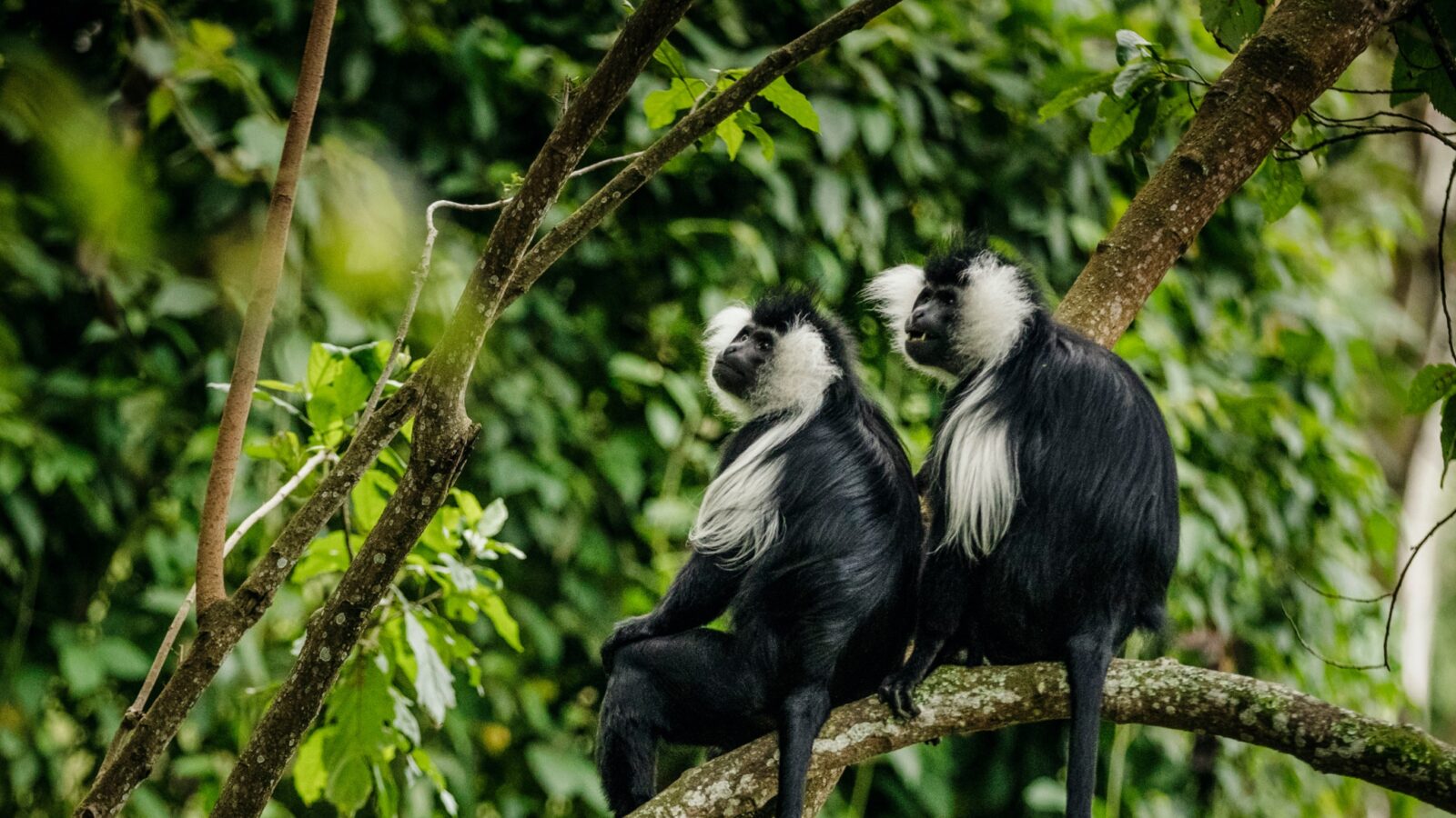 Two black-and-white colobus monkeys sitting on a tree branch in a lush forest.