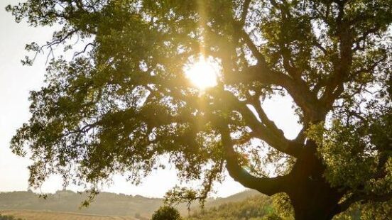 An old cork tree in Alentejo, overlooking rolling vineyards