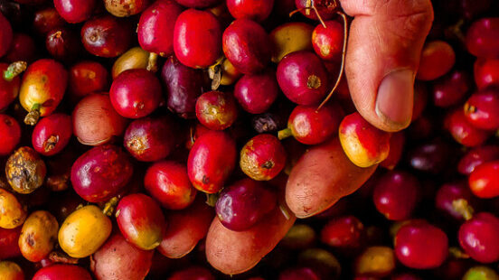Hand picking through a dense pile of colorful coffee cherries.