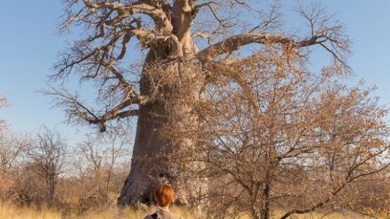 A walking safari in Africa, across the plains towards a baobab tree