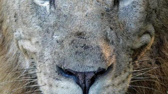 A male lion, part of the majestic big five species