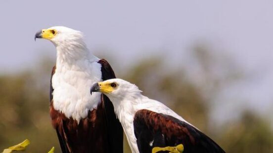 Fish eagles, the national bird of Zambia