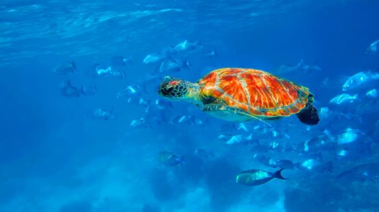A vibrant sea turtle swims among fish in clear blue ocean water.