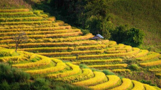 Rice terrace field in Ban Pa Bong Piang village in Mae Chaem District, Chiang Mai Province, Thailand