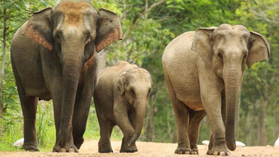 Family of three Asian elephants, Thailand