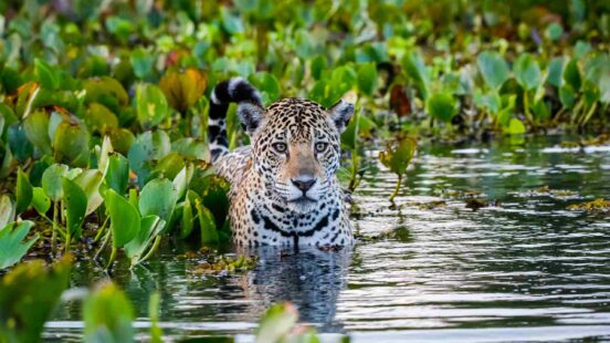 A jaguar stood in water in the Pantanal wetlands, Brazil