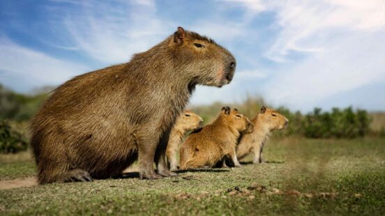 A family of capybaras in Brazil
