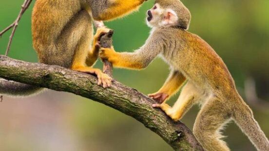Two squirrel monkeys playing on a tree branch in the Amazon rainforest