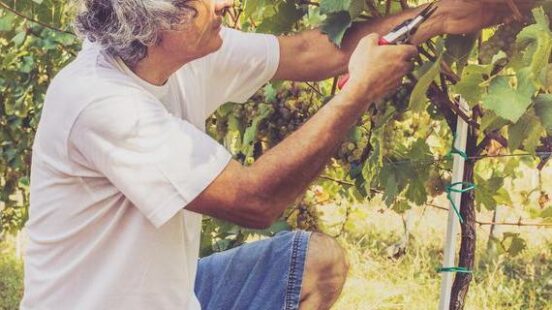 A man harvesting grapes in Kakheti, Georgia