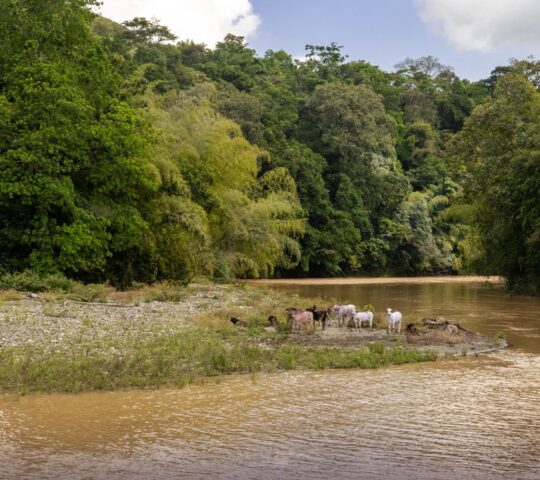 Float down La Vieja River