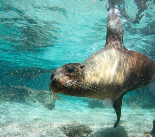 Snorkel with sea lions