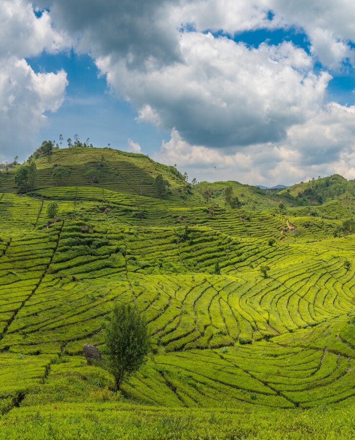 Lush green tea plantations stretch across rolling hills under a vast sky filled with fluffy clouds. A solitary tree stands amidst the fields.