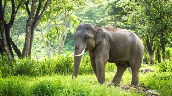 A majestic elephant stands in lush green grass, surrounded by trees in a serene natural setting, with sunlight filtering through the leaves.