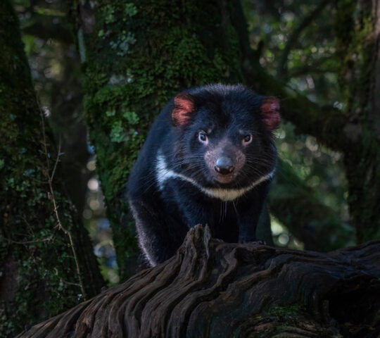 Learn about Tasmanian devil conservation
