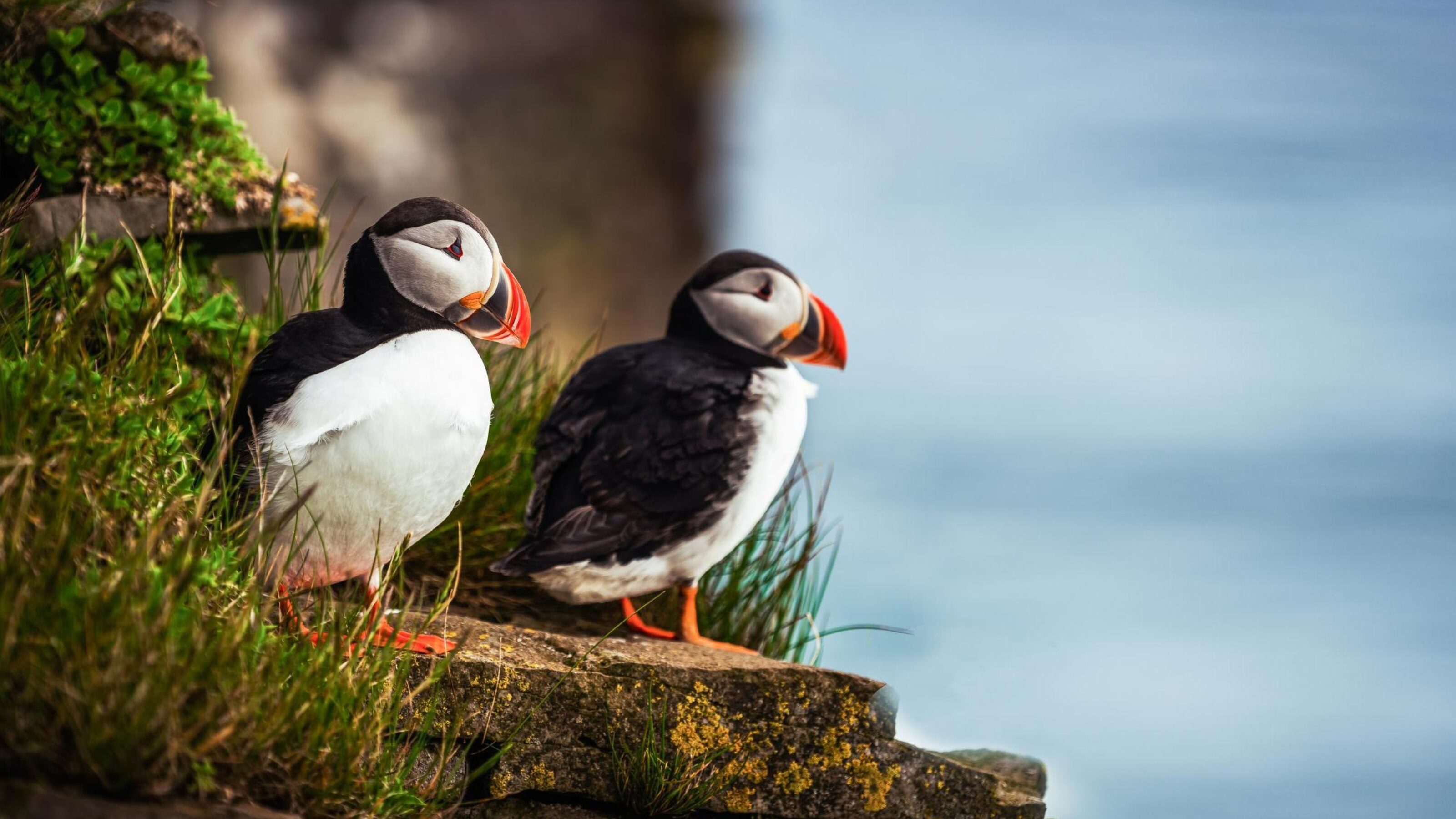 Atlantic puffins on a cliff