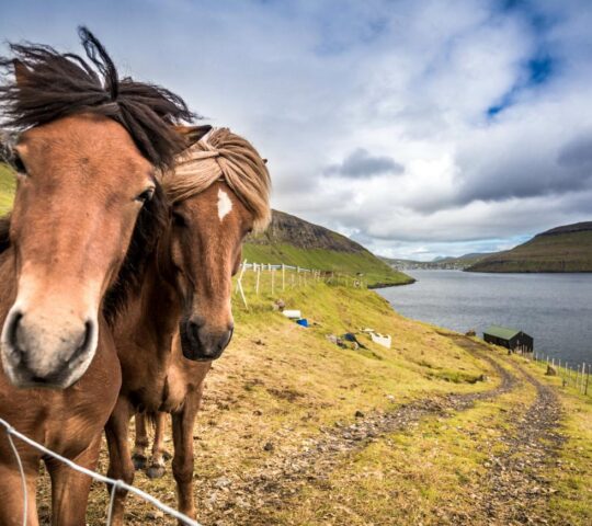 Explore the scenery of the Faroe Islands on horseback