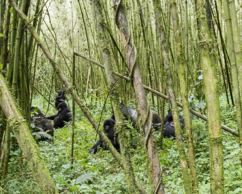 Two full days hiking, tracking and observing mountain gorillas