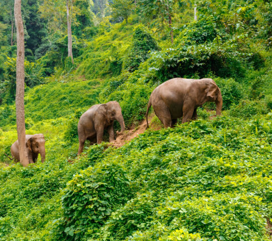 Visit Chang Chill Sanctuary