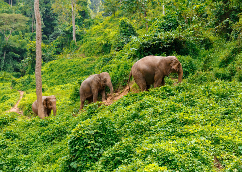 Three elephants walk at the jungle in Chiang Mai Thailand