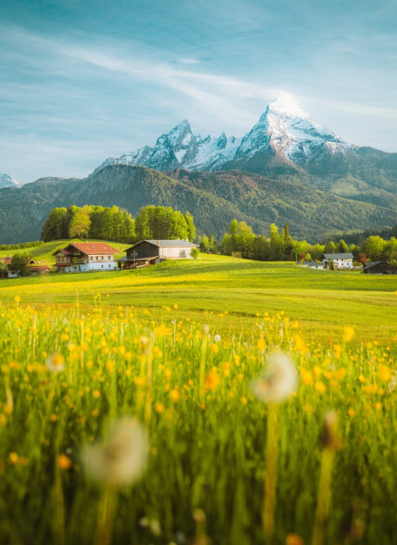 Beautiful view of idyllic alpine mountain scenery with blooming meadows and snowcapped mountain peaks on a beautiful sunny day with blue sky in springtime