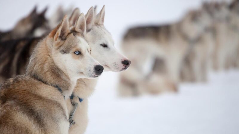 A pack of Alaskan huskies.