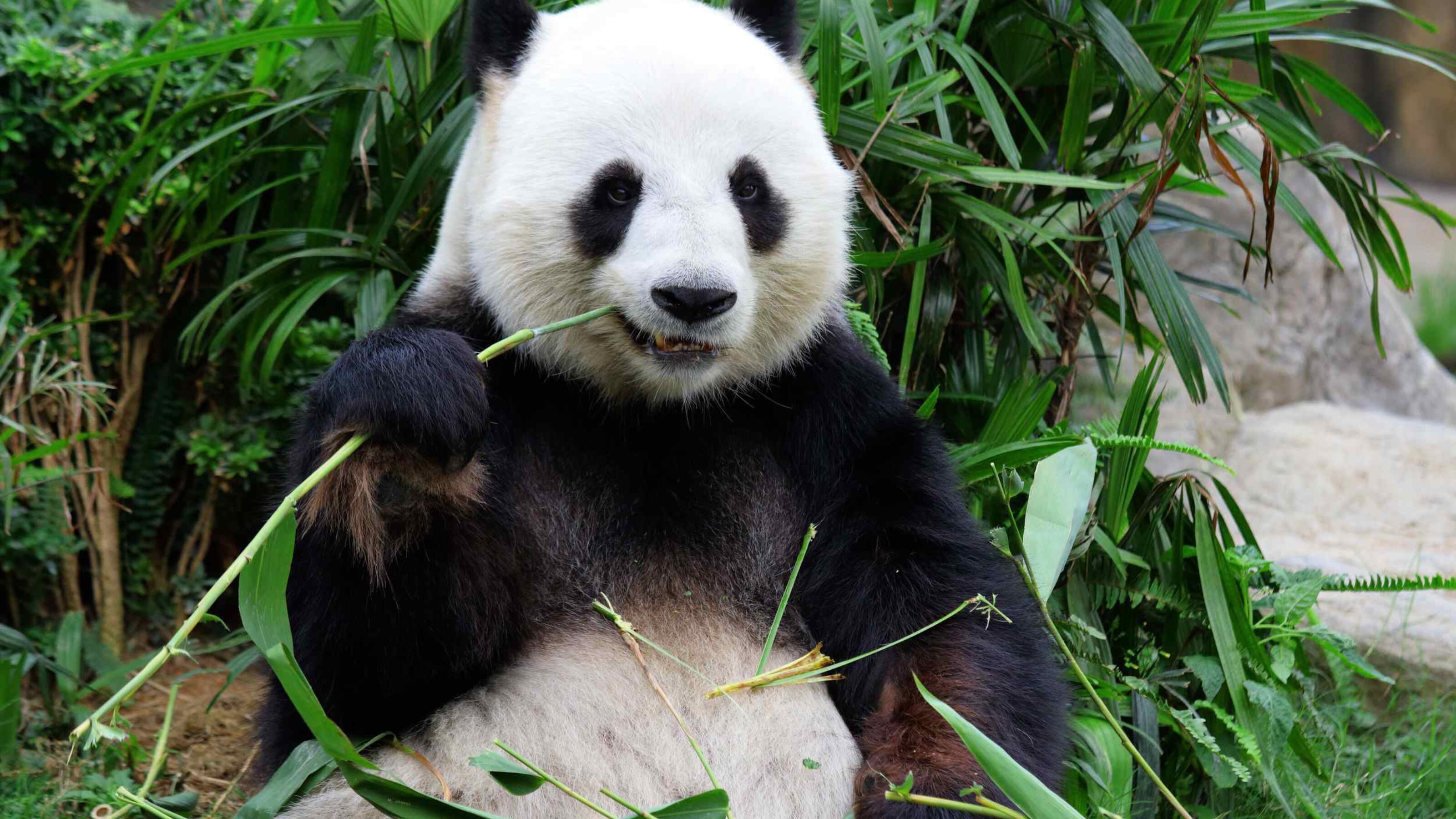 Discovering Southern China