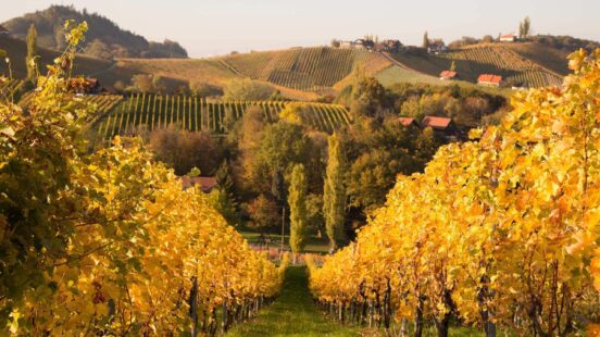 Vineyards in autumn