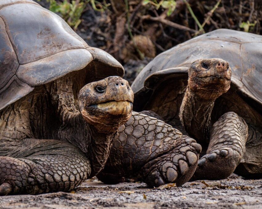 See Galápagos wildlife up close