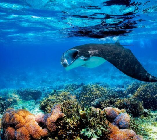 Snorkel with manta rays at Manta Point