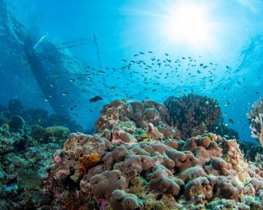 Private Komodo Islands Wildlife Cruise: Day Three