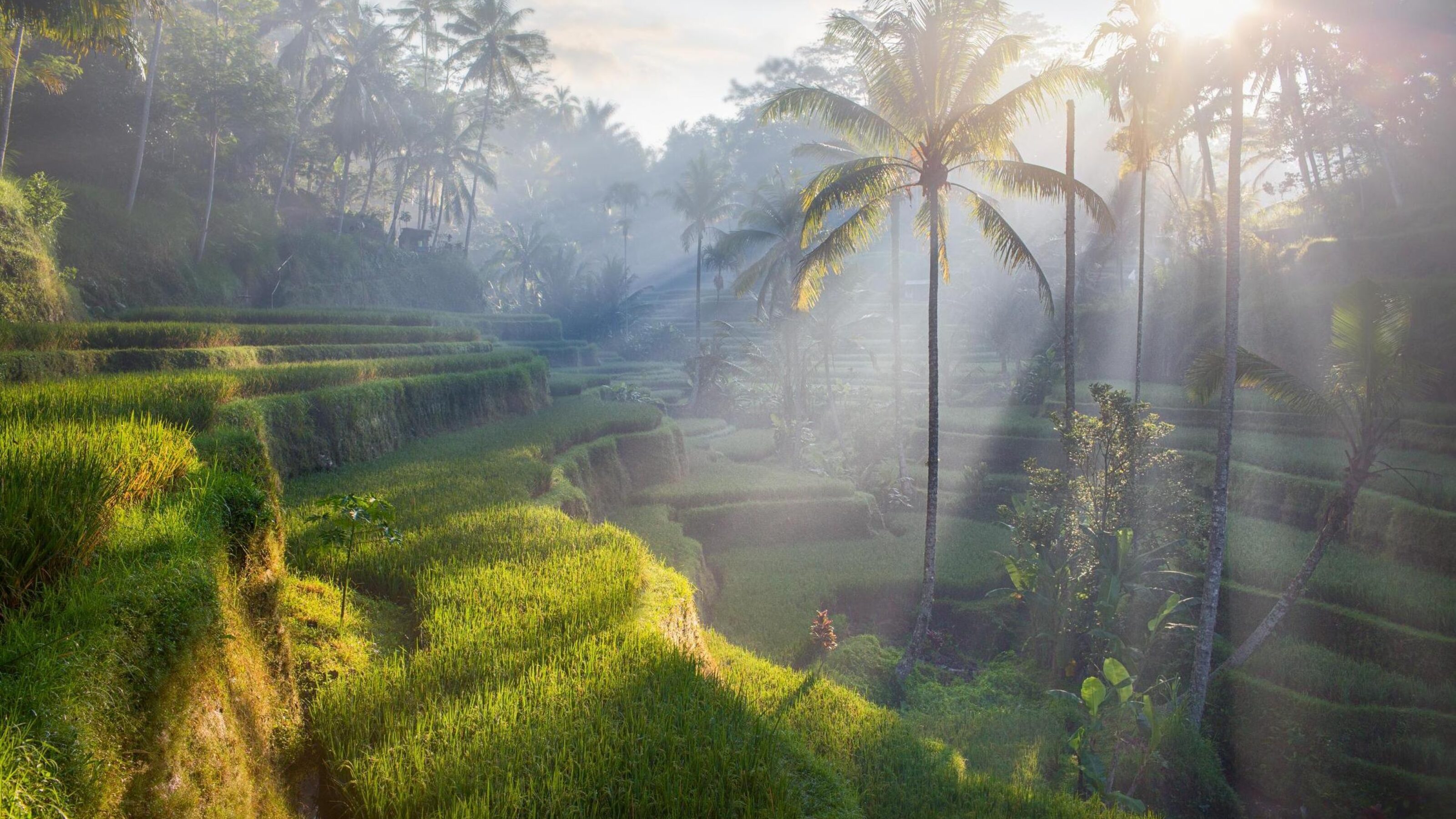 Rice terraces in Bali