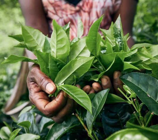 Sri Lanka is famed for its Tea Country