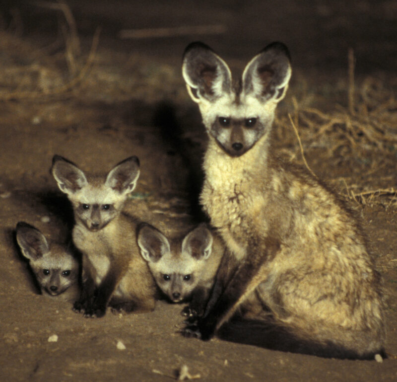 A mother Bat-eared Fox and cubs at their den at night