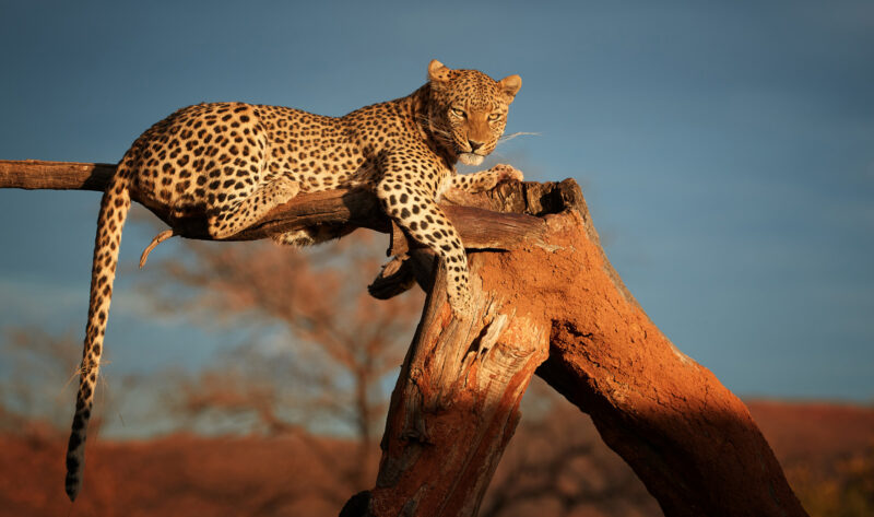 African Leopard, Panthera pardus illuminated by beautiful light, female, resting on a dead tree, staring directly at camera against dark sky. Animal action scene. Wildlife photography in Namibia.