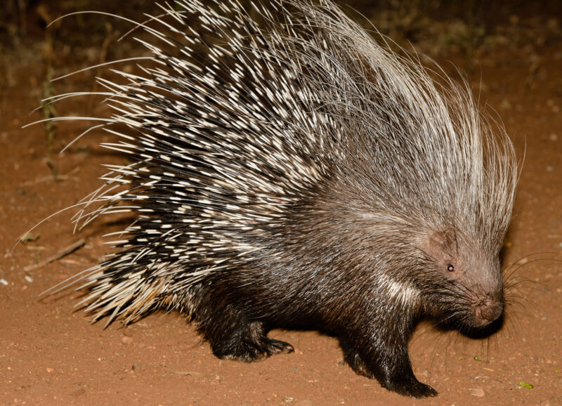 Lanscape colour image of a porcupine