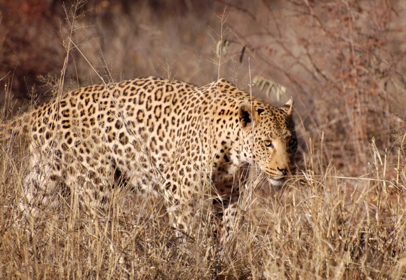 157278649 Africa, African Leopard, Animal, Animals In The Wild, Big Cat, Carnivore, Color Image, Cruel, Danger, Grass, Horizontal, Leopard, Male Animal, Namibia, Nature, Okonjima Lodge, One Animal, Outdoors, Plain, Prowling, Safari, Safari Animals, Southern Africa, Spotted, Stalking, Sunlight, Undomesticated Cat, Walking, Wildlife Namibia