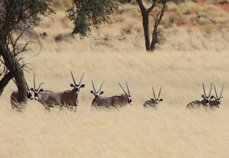 Oryx in the Namibrand nature reserve, Namibia