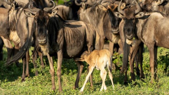 A light brown wildebeest calf nursing from its mother in a crowded herd of adult wildebeests in a grassy field.